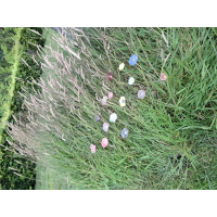 Mini bloemen