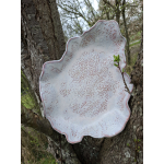 Grote schaal blad roze